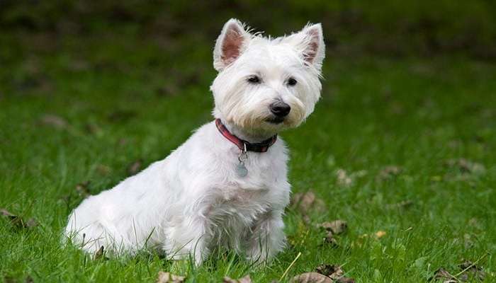 سگ هایی با عمر زیاد West Highland white terrier