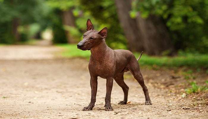 زشت ترین سگ های دنیا - زولویتزکینتلی (Xoloitzcuintli)