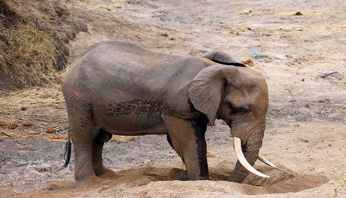 فیل آفریقایی بوش (Loxodonta africana) یک نر بزرگ که در شن‌های یک رودخانه خشک چاله آب حفر می‌کند 