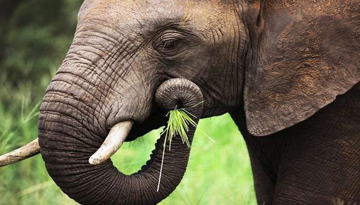 نمای نزدیک از یک فیل آفریقایی در حال خوردن چمن سبز؛ Loxodonta Africana 