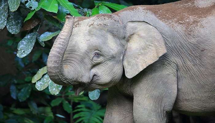 فیل بورنئو (Elephas maximus borneensis) در صباح، بورنئو