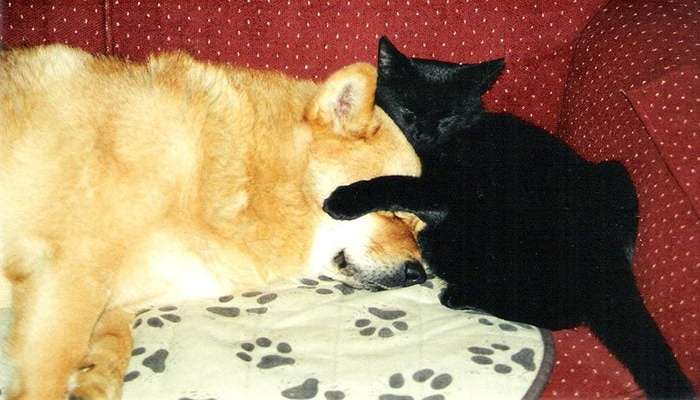 عکس گربه خنده دار برای پروفایل