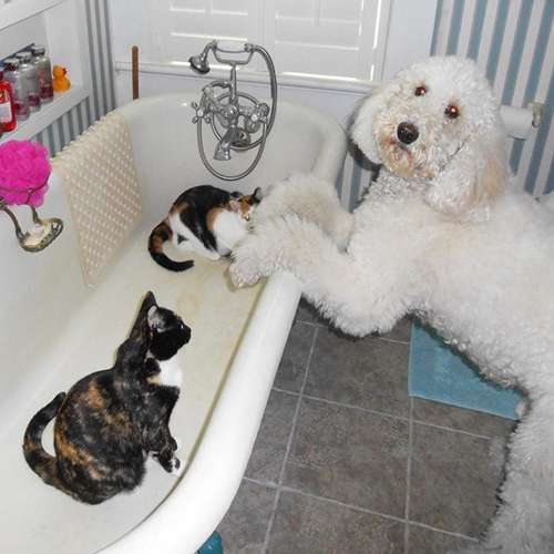 عکس گربه خنده دار برای پروفایل