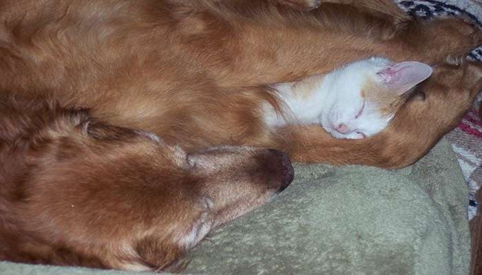 عکس گربه خنده دار برای پروفایل