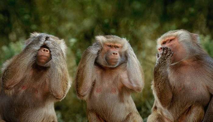 عکس میمون زشت دخترانه