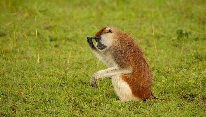 عکس میمون زشت دخترانه