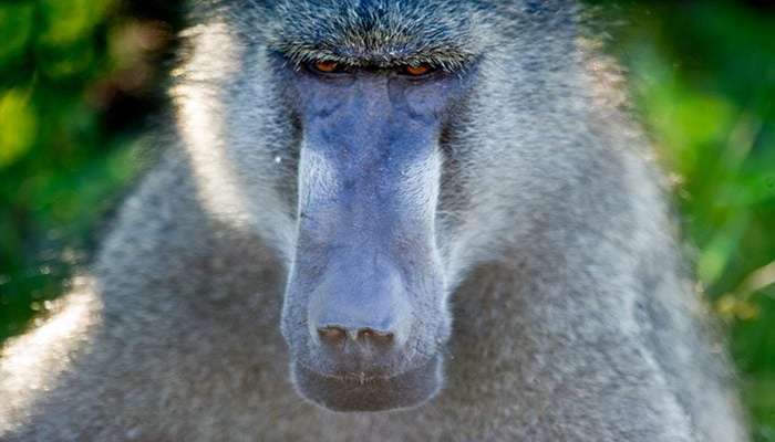 عکس میمون زشت دخترانه