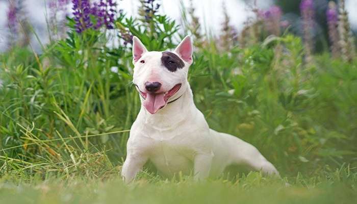 زشت ترین سگ های دنیا - بول تریر (Bull Terrier)