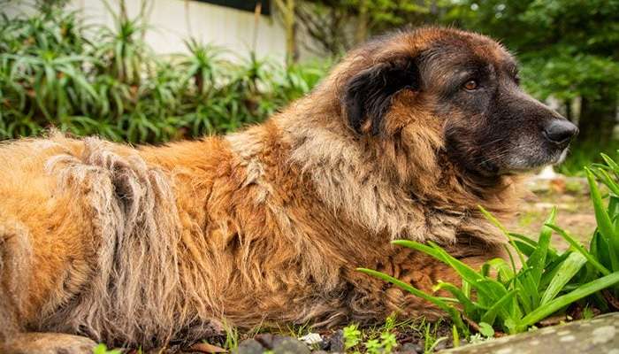 Estrela mountain dog- سگ کوهستان استرلا